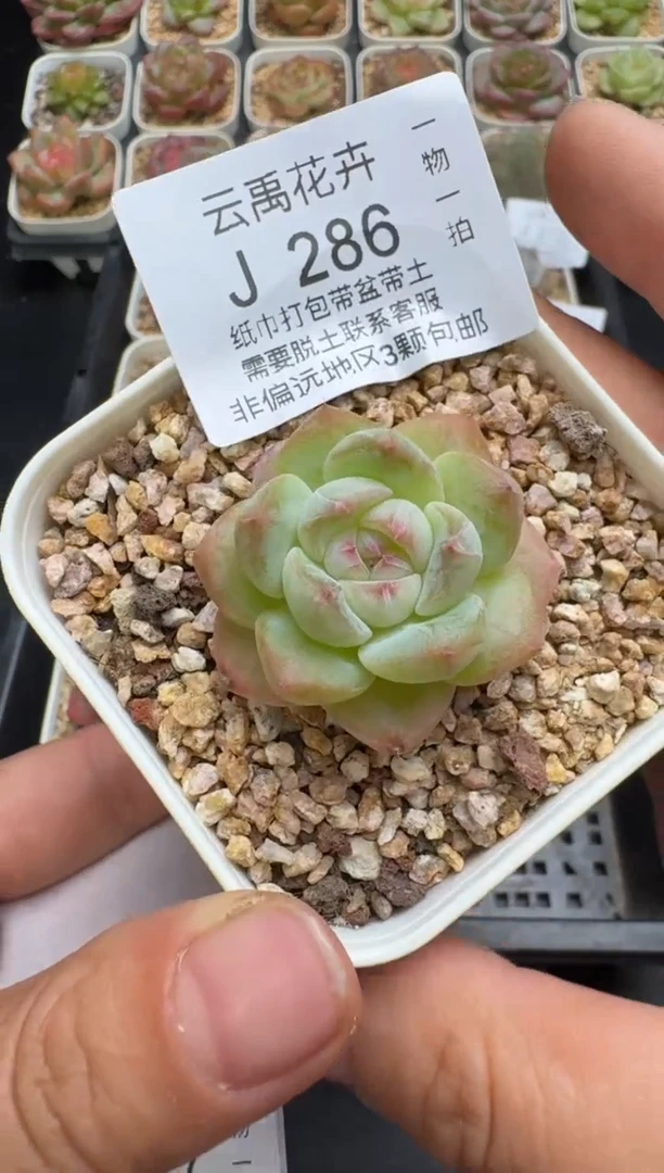 286J云禹多肉植物 带盆土纸巾打包 当天拍3颗包邮