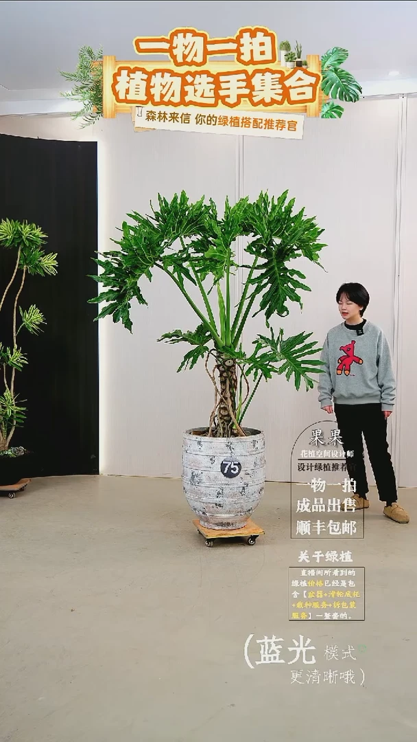 无花朵你***扇大老桩龙鳞春羽连盆种好栽好一整套送货上门