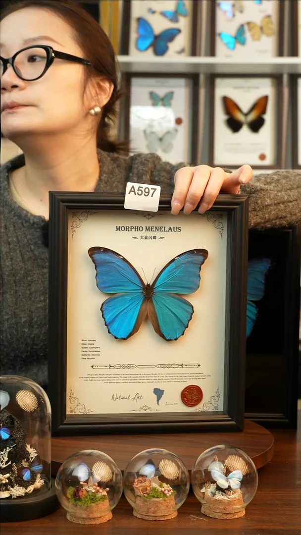 大蓝闪蝶-英文（10寸欧式黑框）A597