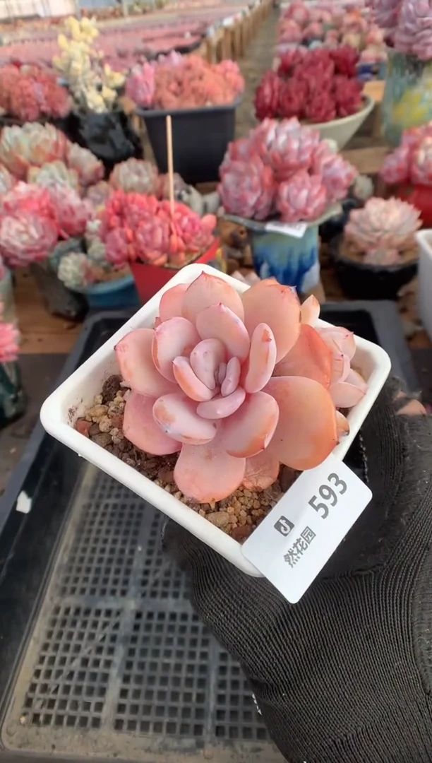 593奶茶多肉植物一物一拍