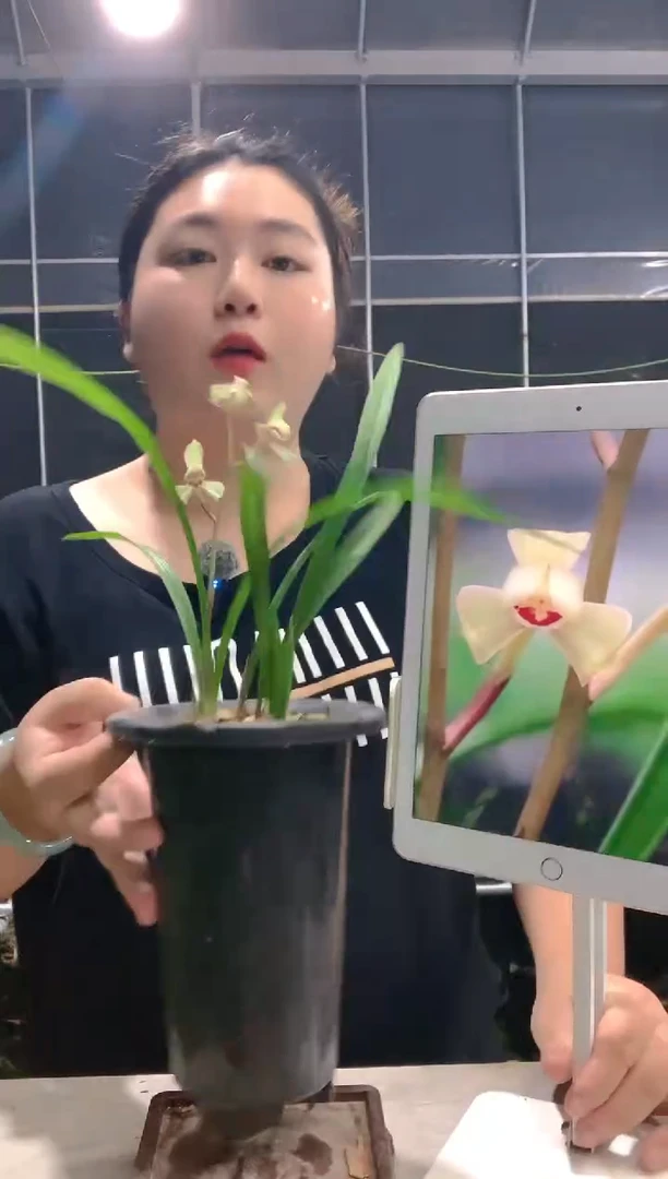 当前无花朵，栽培后可花朵此**言荷王
