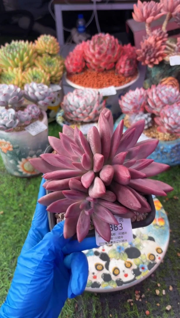 昆明印象多肉5383