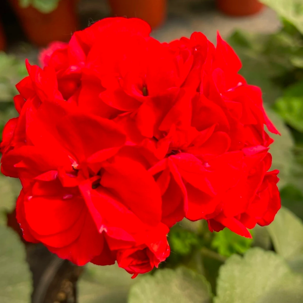 【中国红】直立精品多分支天竺葵带花苞原盆土发四季开爆花机器