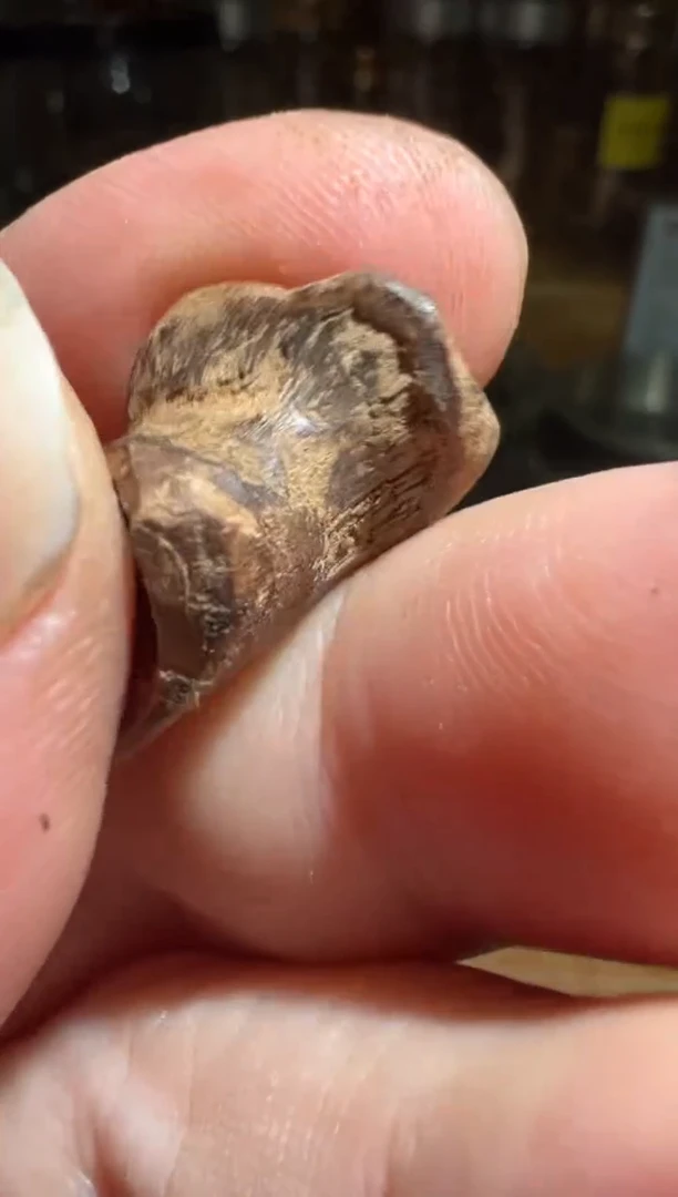 沉香沉香碎屑马泥涝0.6克