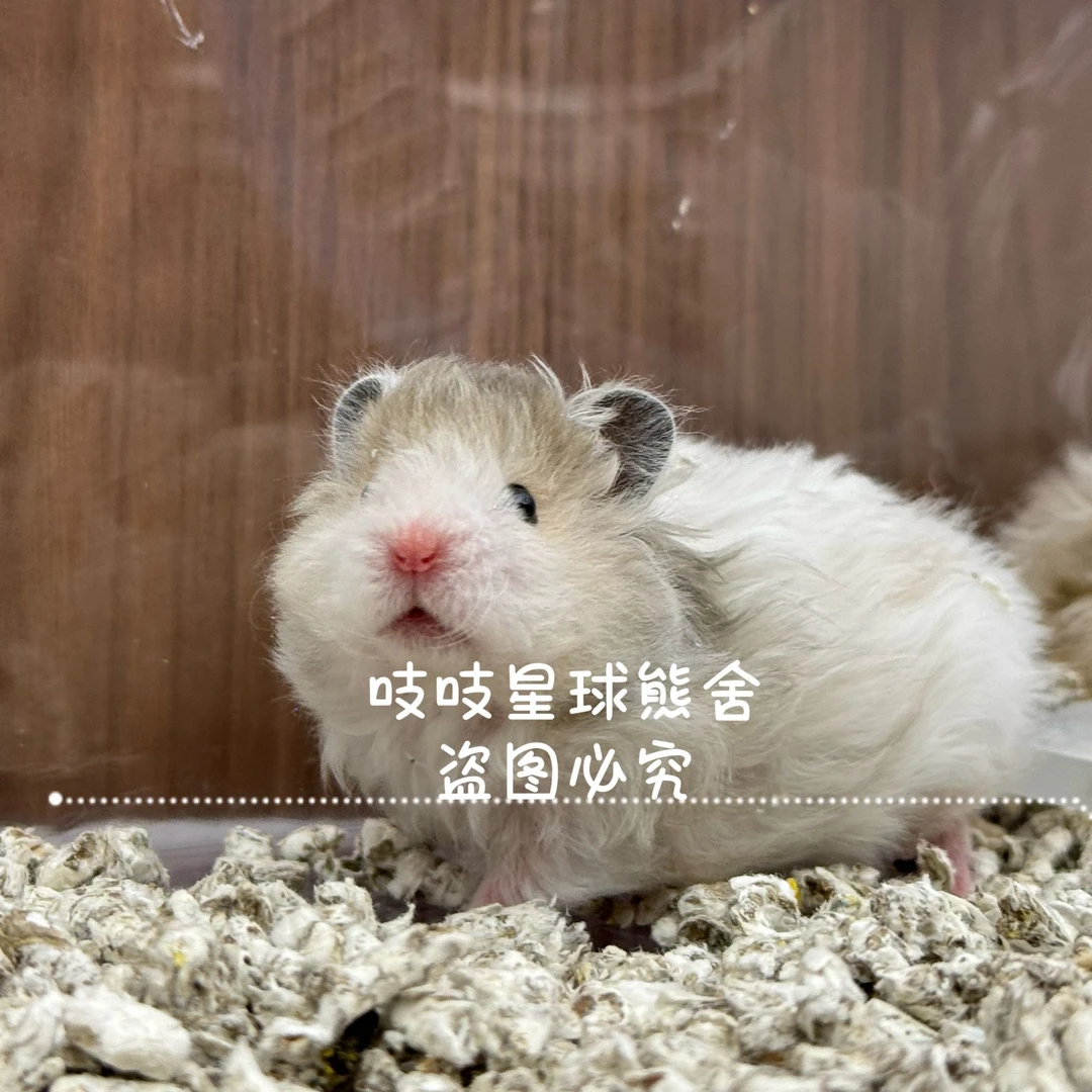 【家养包活15天】金丝熊长毛波利金丝熊直毛卷毛仓鼠宠物活体可爱