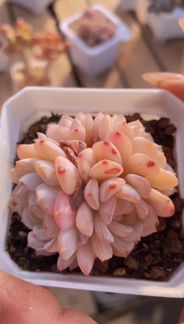 【闪购商品】131妖之骨多肉