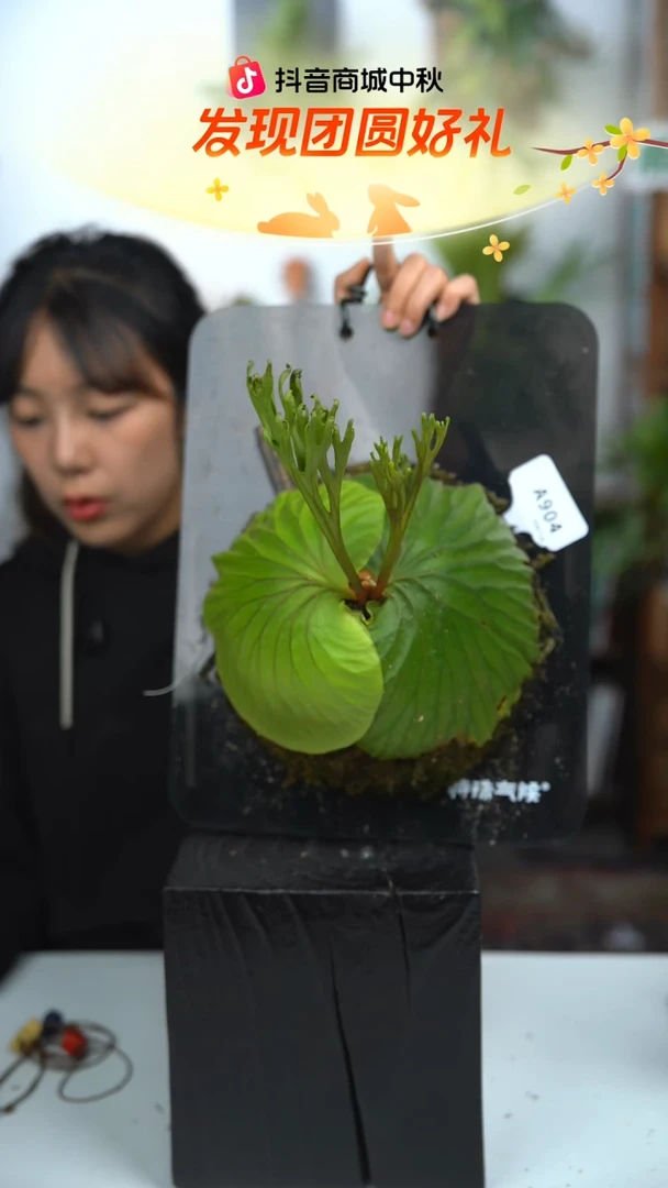 不开花植物A904-立叶矮小亚猴（大板）叶片微瑕