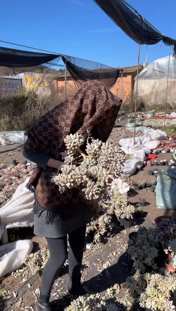 【闪购商品】51-粉色恋人挑大的25