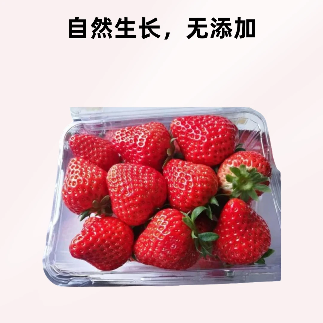 大盒草莓一500~550g