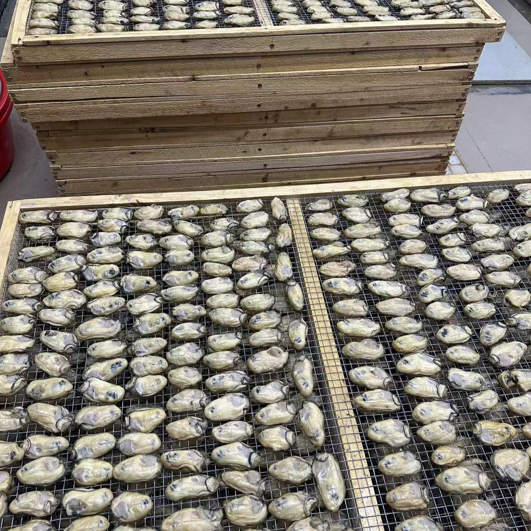 台山金蚝  6成干  鲜甜脆口  广东包邮