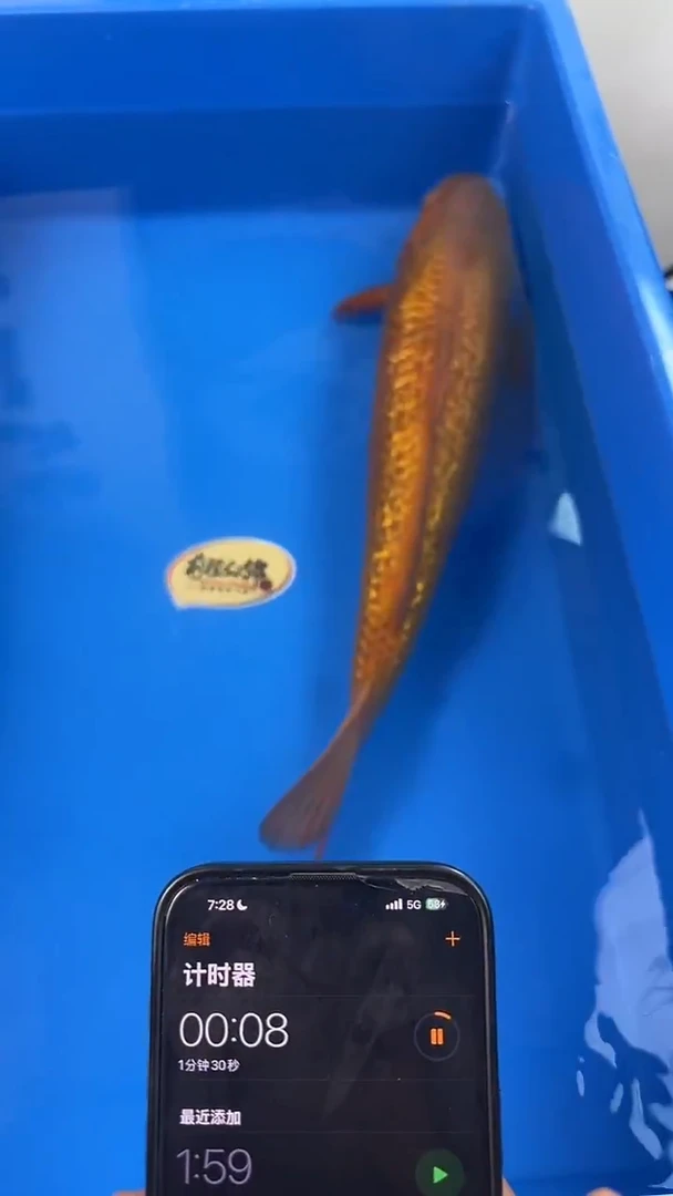 锦鲤爱屋茶鲤 公 47cm