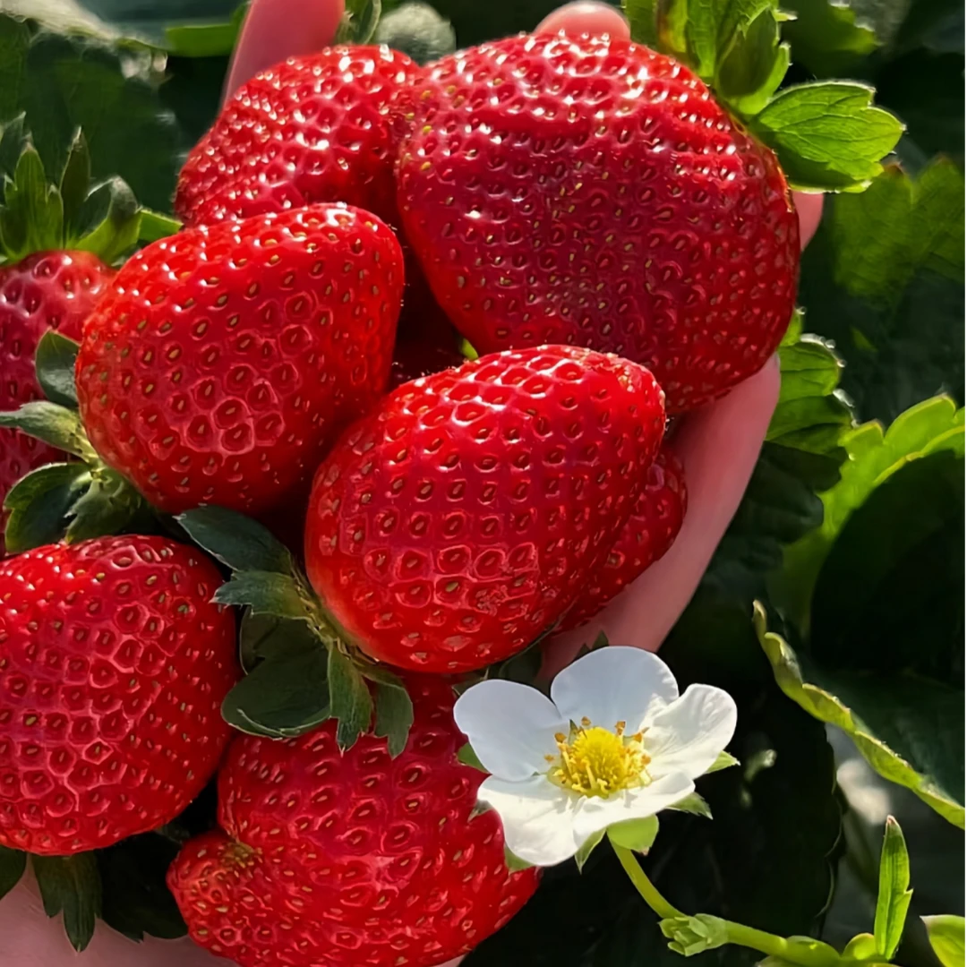【本地草莓】500g草莓（支持检测）