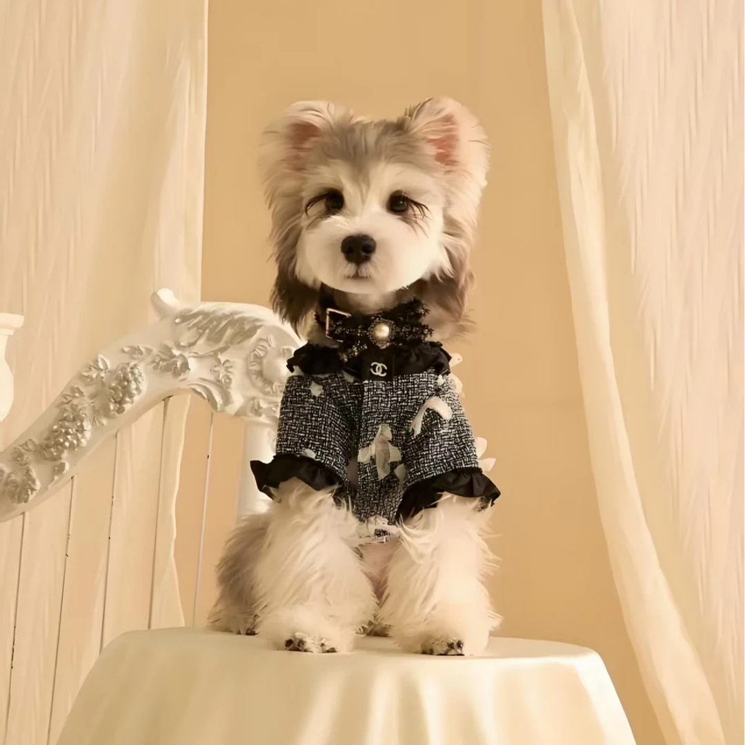 【纳尔宠物】雪纳瑞高端宠物狗活体链接