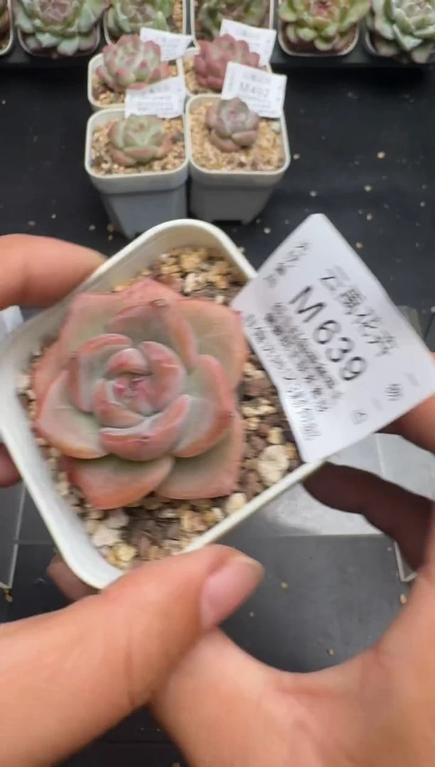 639M当天拍3颗包柚 带盆土纸巾打包 云禹花卉 珍妮多肉植物