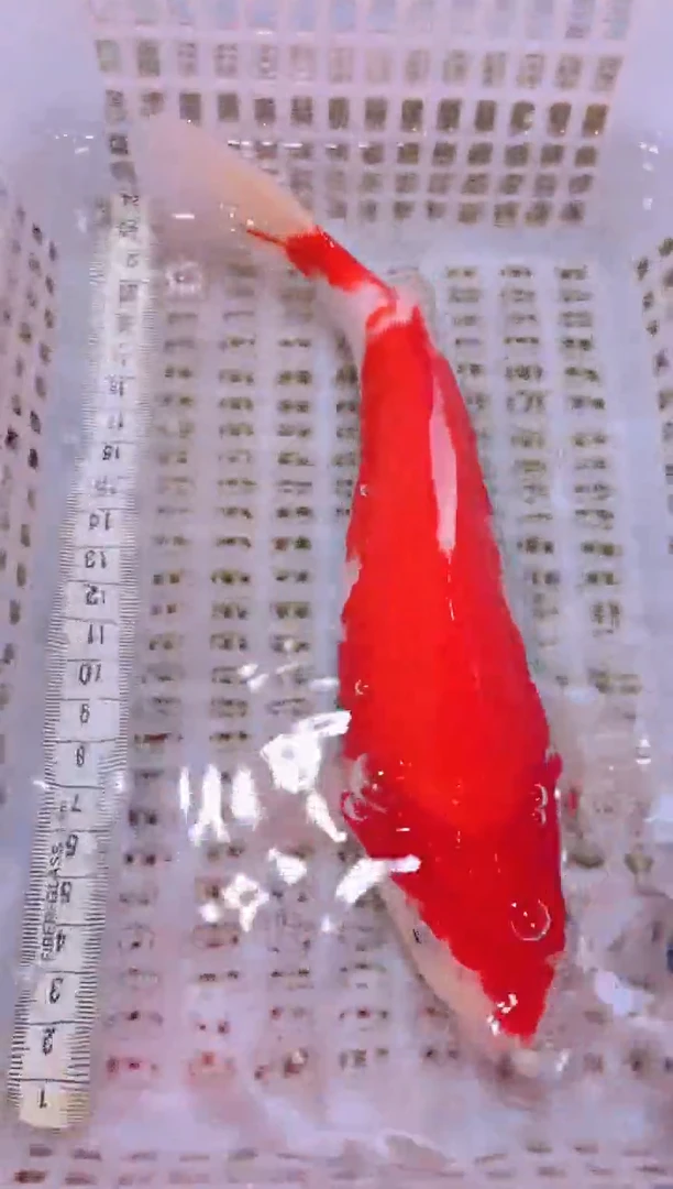 锦鲤冷水观赏鱼全场包邮127