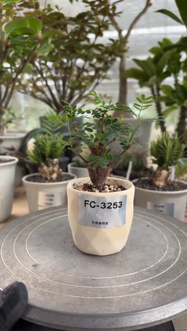 E***.沙漠苏木FC-3253