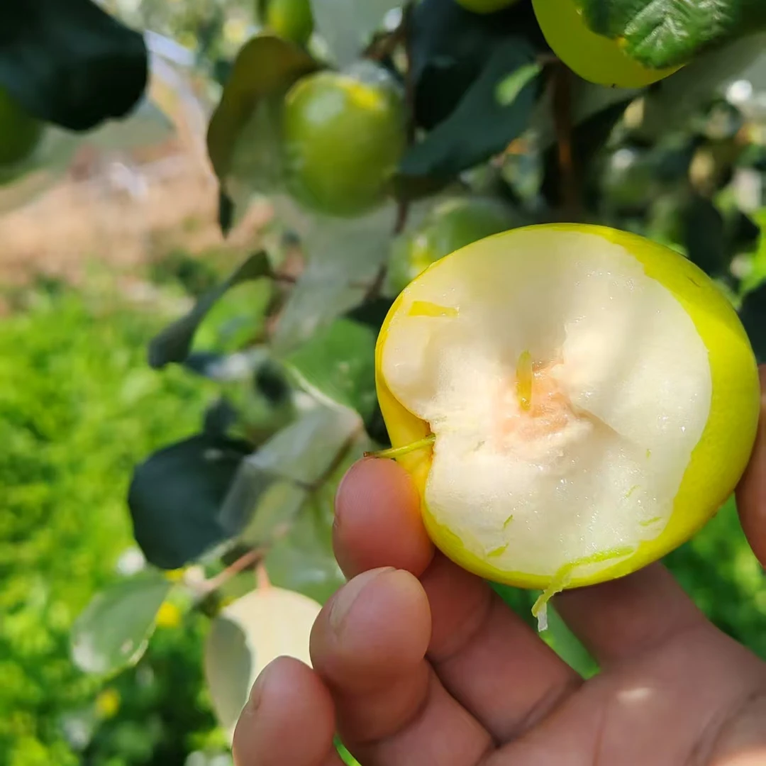 福建特产贵妃牛奶枣新鲜采摘产地直发清甜可口