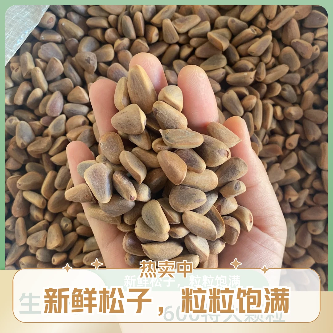 25年新货 700特大颗粒 生松子 东北红松松子