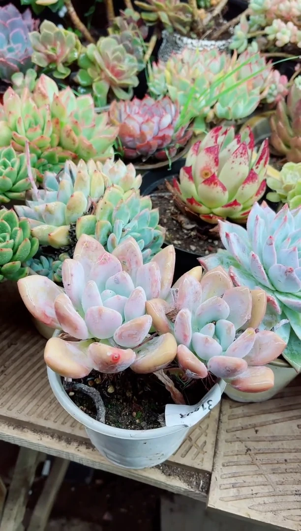 @**姐31003多肉植物一物一拍