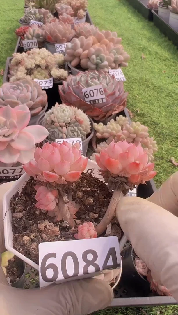 【闪购商品】信福多肉一物一拍