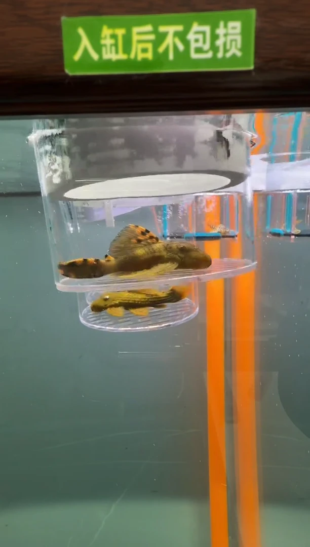 清道夫鱼123号091入缸不包损录制完整开箱视频8.5厘米