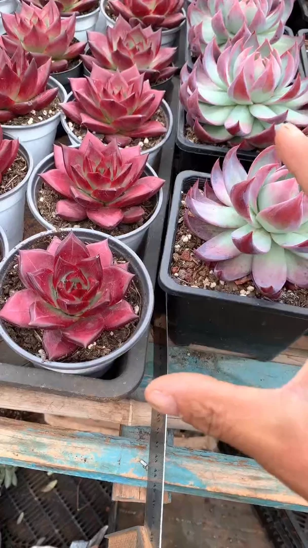 脱土罗宾1颗【2单包邮】