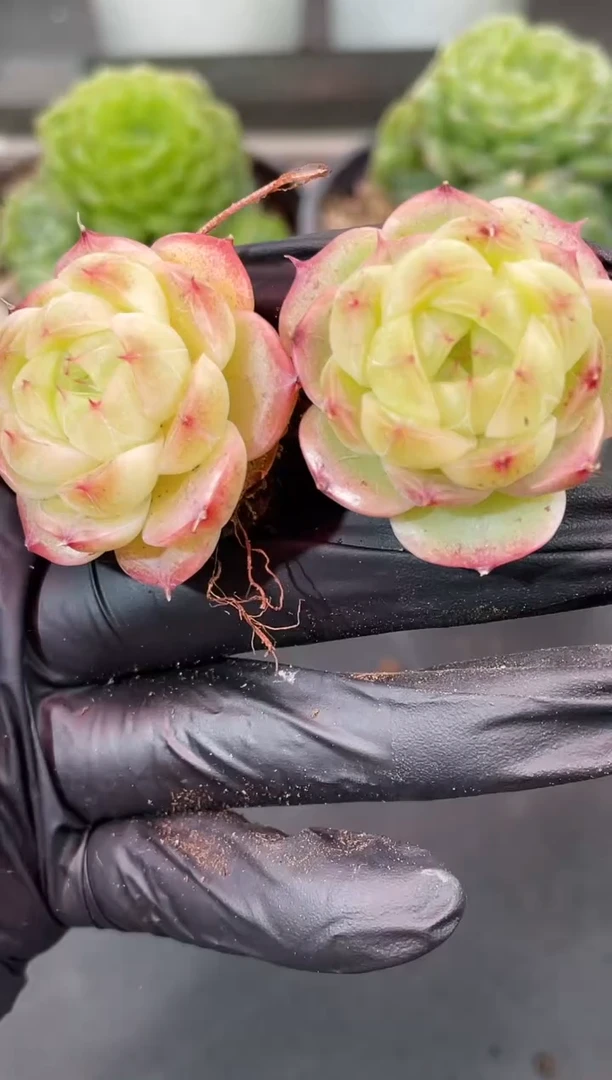 闪购2307  金色视频同款多肉一颗