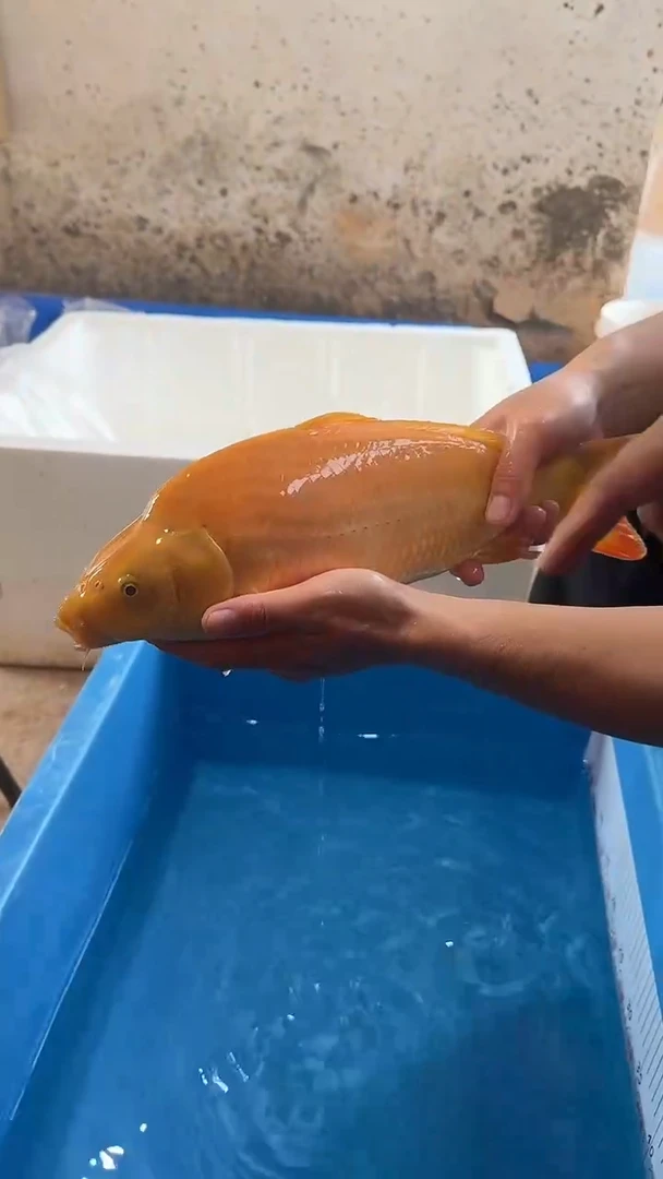 锦鲤锦鲤太饱芥子锦鲤35cm-45cm不包公母 不包邮到付 包损