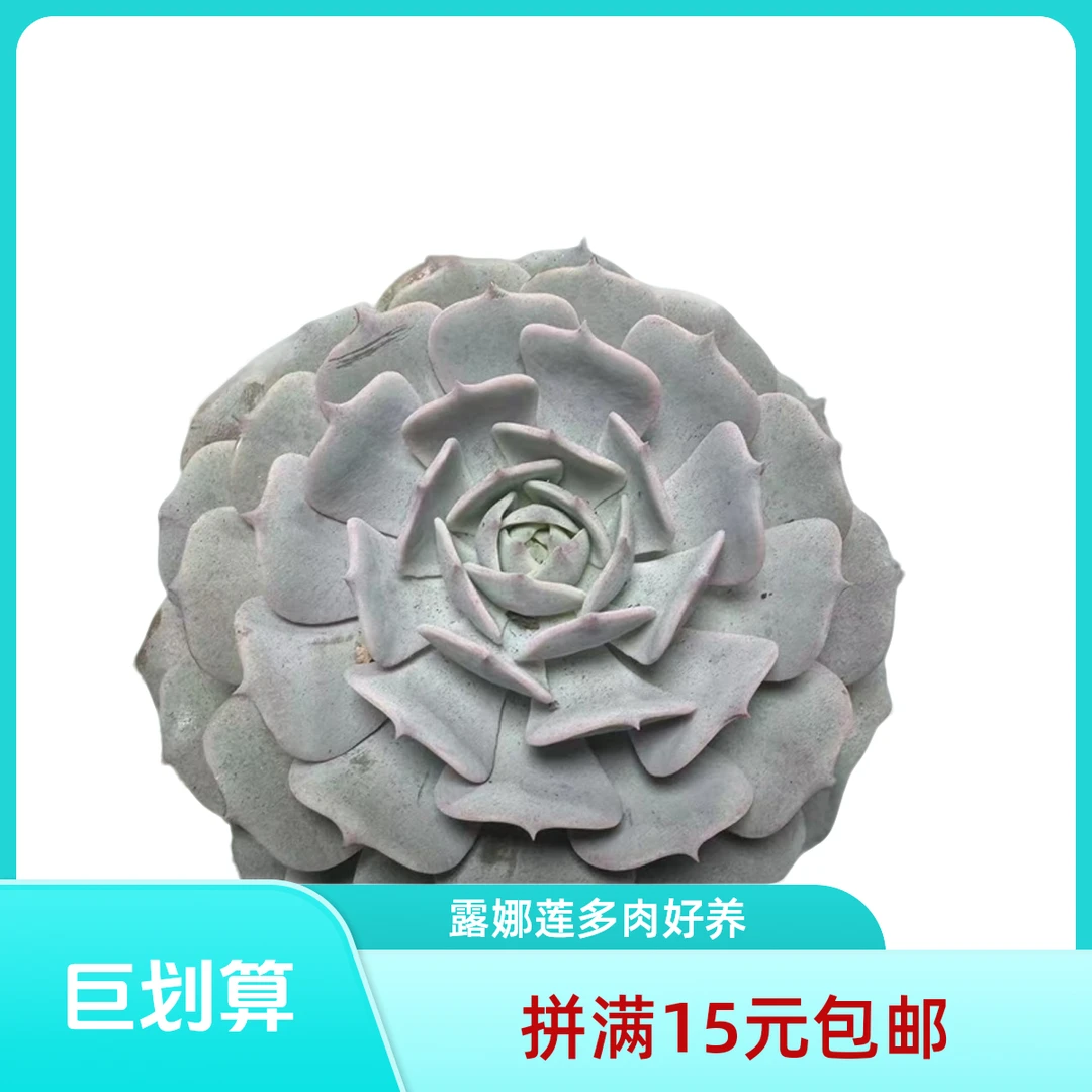 露娜莲(拼满15元包邮)多肉植物阳台露台办公室绿植植新手好养好活