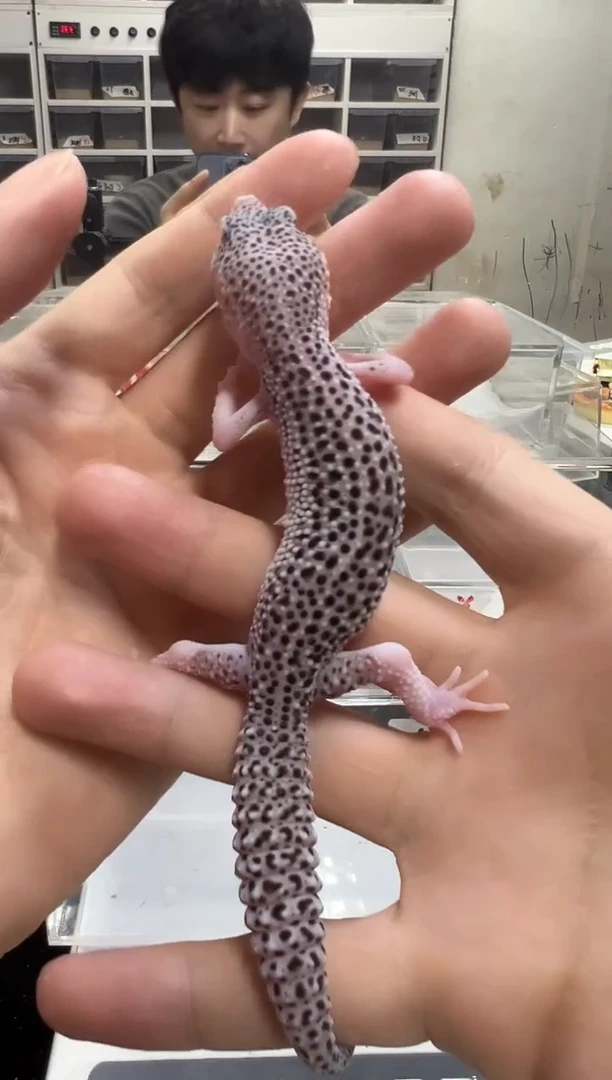 豹纹守宫35豹纹守宫