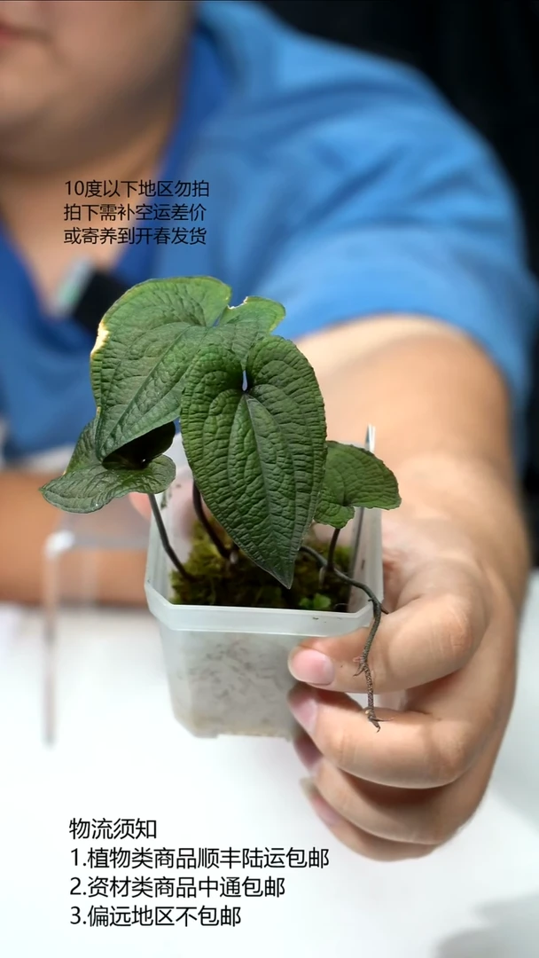 完全开放爬藤花烛