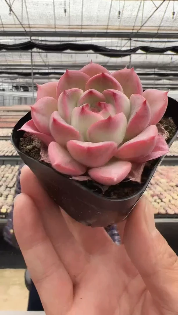 【闪购商品】新款多肉-205