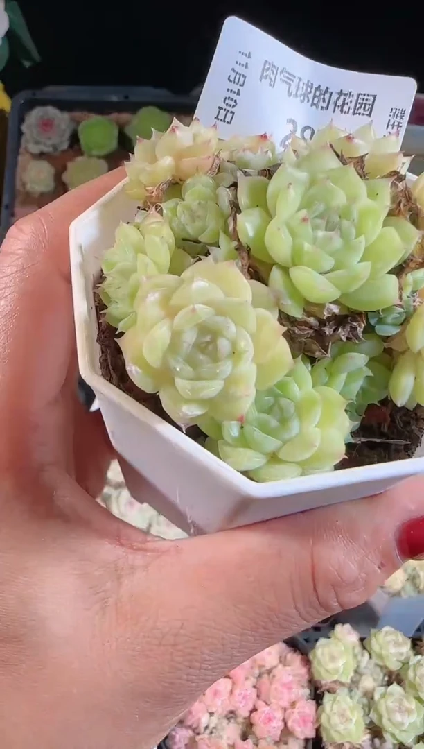 1110-287群生不包整