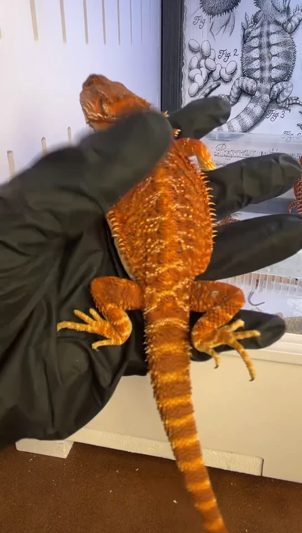 鬃狮蜥600元鬃狮蜥专拍