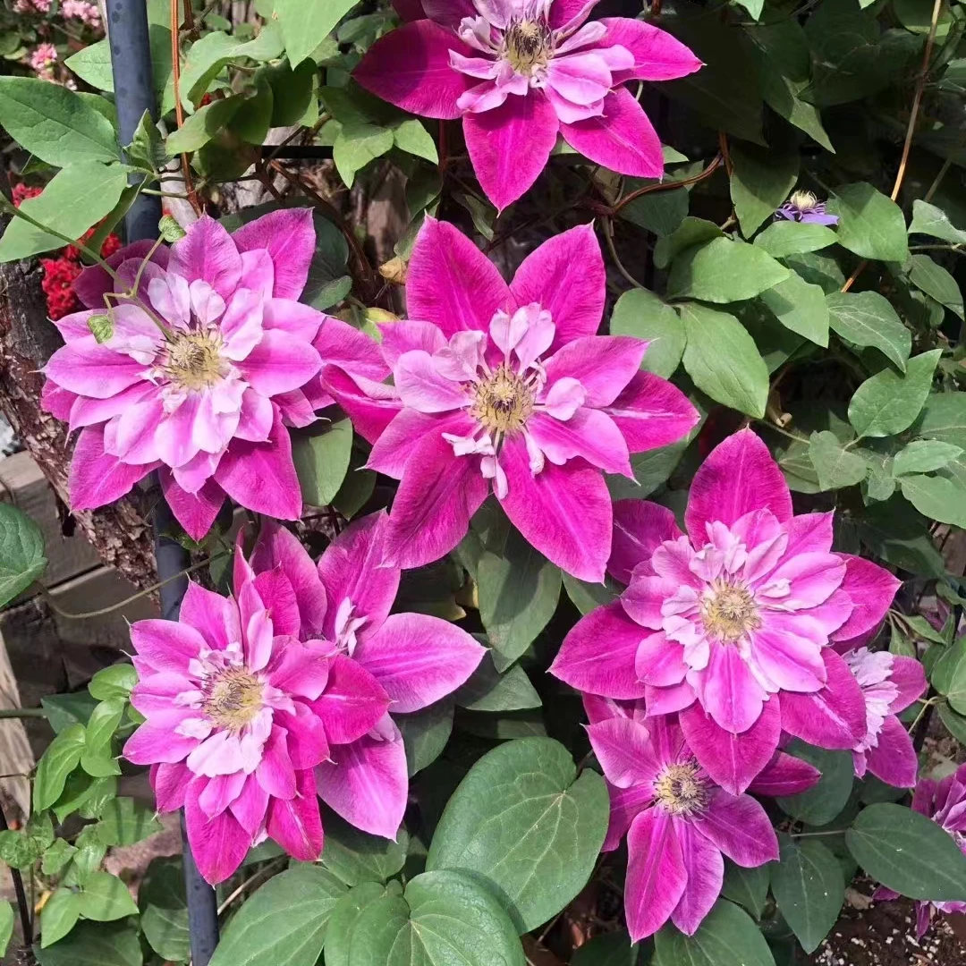 铁线莲中大苗【 亲爱的】 阳台庭院花园盆栽地栽植物 二类