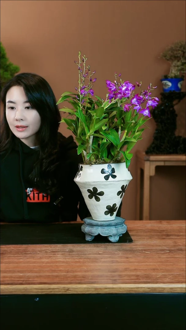 【闪购商品】盆景石斛兰 小黑花盆