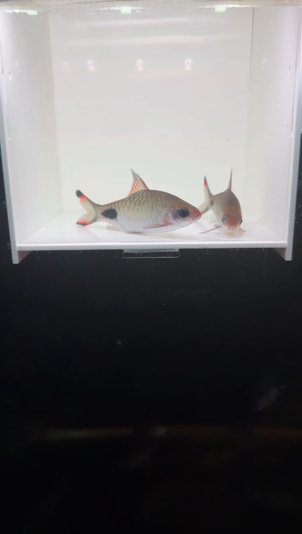 海水鱼红杂紫222