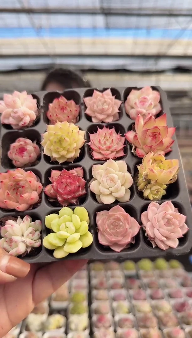 东云多肉园新款-347