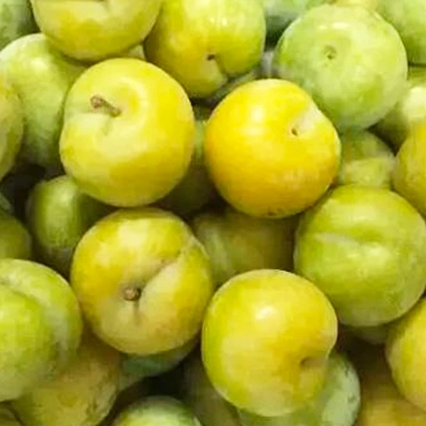 虹越 |李子果树“蜂糖李”果苗盆栽南北方种植阳台庭院