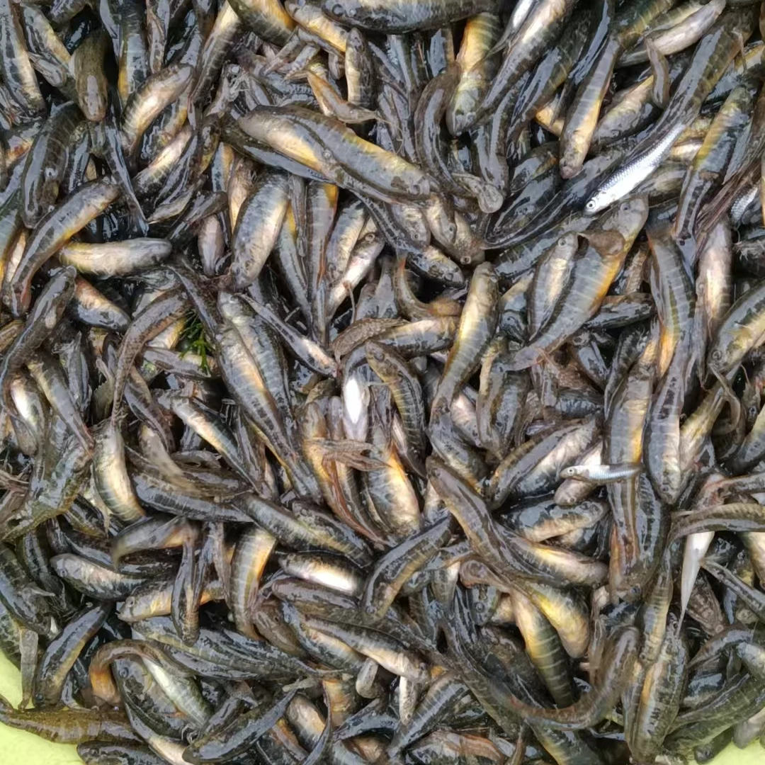 白洋淀小三根   小豪根  顺丰冷链3