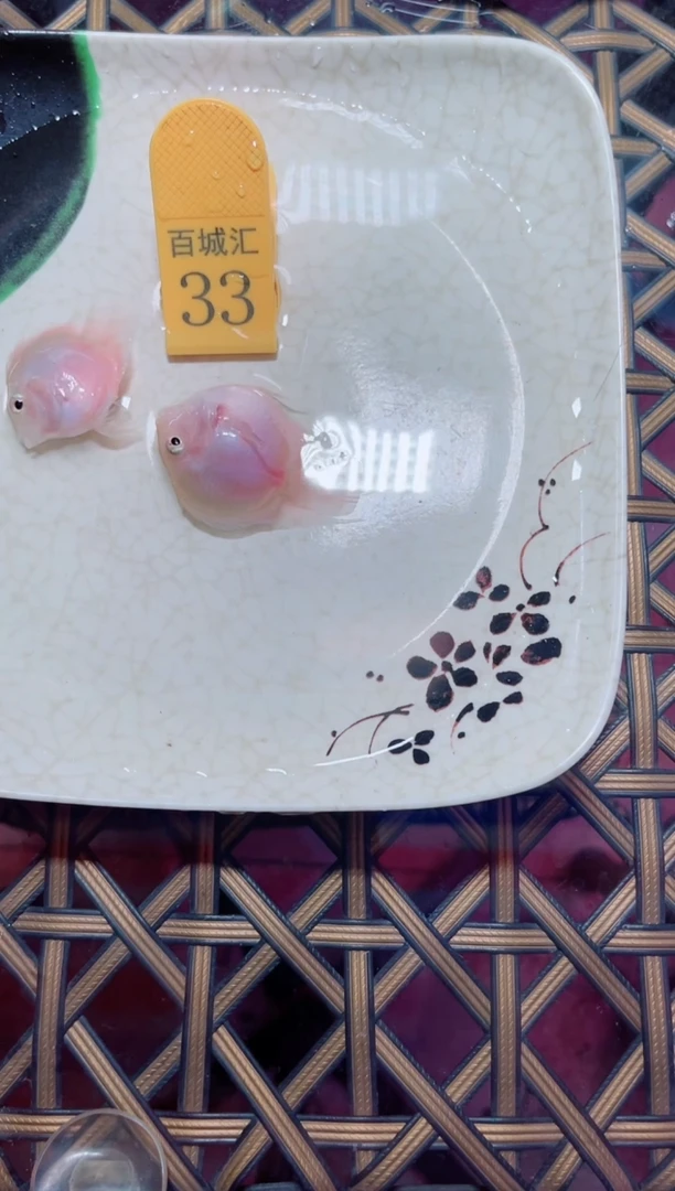 鹦鹉鱼32311561651151