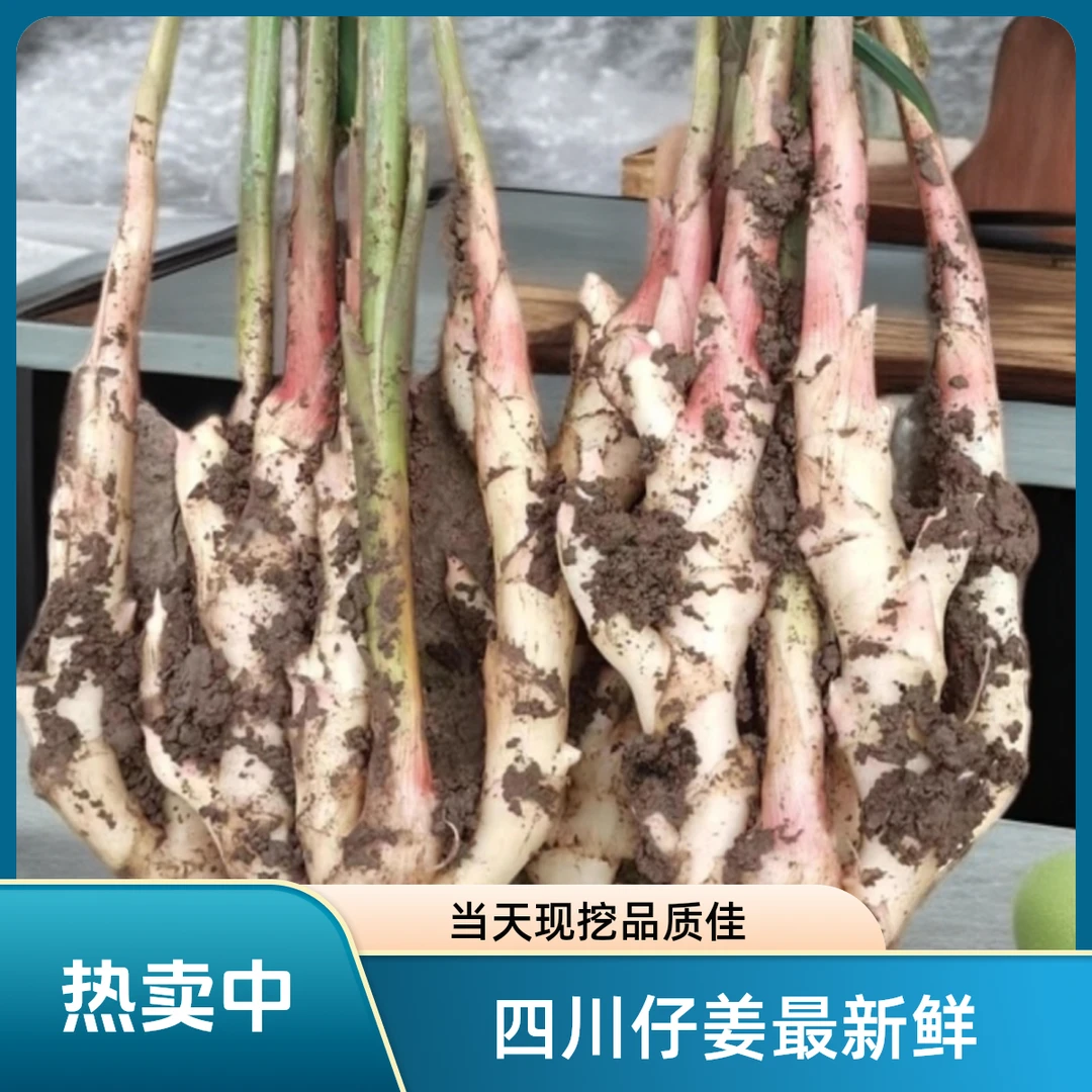 四川新鲜带泥现挖嫩仔姜红芽姜当季蔬菜可醋泡食用新鲜发货带泥