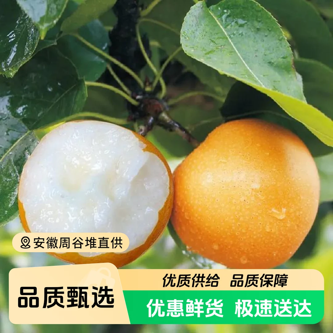 【江浙沪次日达】新鲜秋月梨净重6斤新鲜细腻酥脆化渣汁水四溢（14）山东省