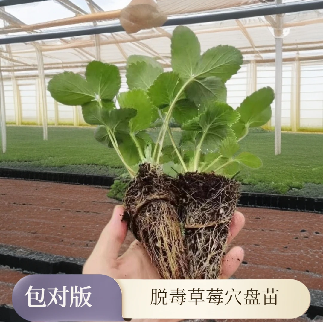 草莓苗脱毒穴盘大全包对版红草莓黑草莓白草莓粉草莓阳台庭院种植