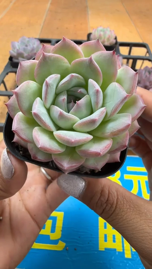 东云多肉园二店-342