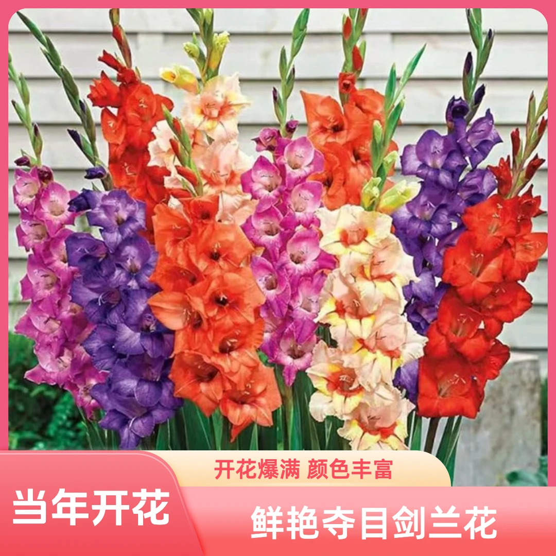 剑兰种球多年花卉盆栽剑兰种球四季庭院室外易种植物球根