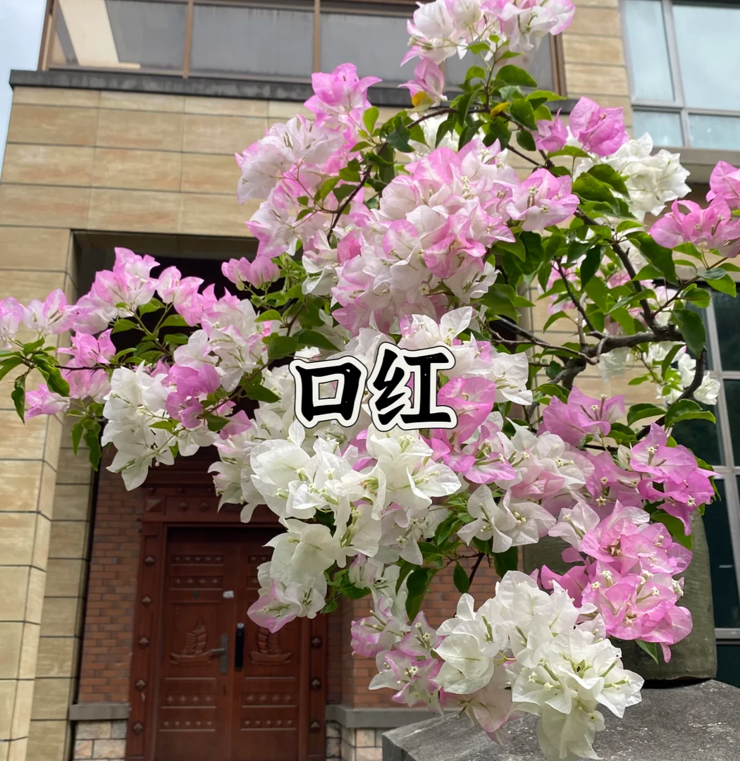 【口红（1颗苗）】实物三角梅四季开花勤花阳台庭院爬藤耐寒好养。