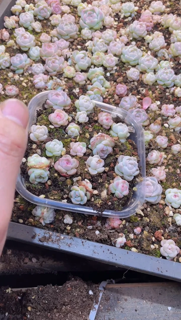 【闪购商品】086厂牌量拍1盒