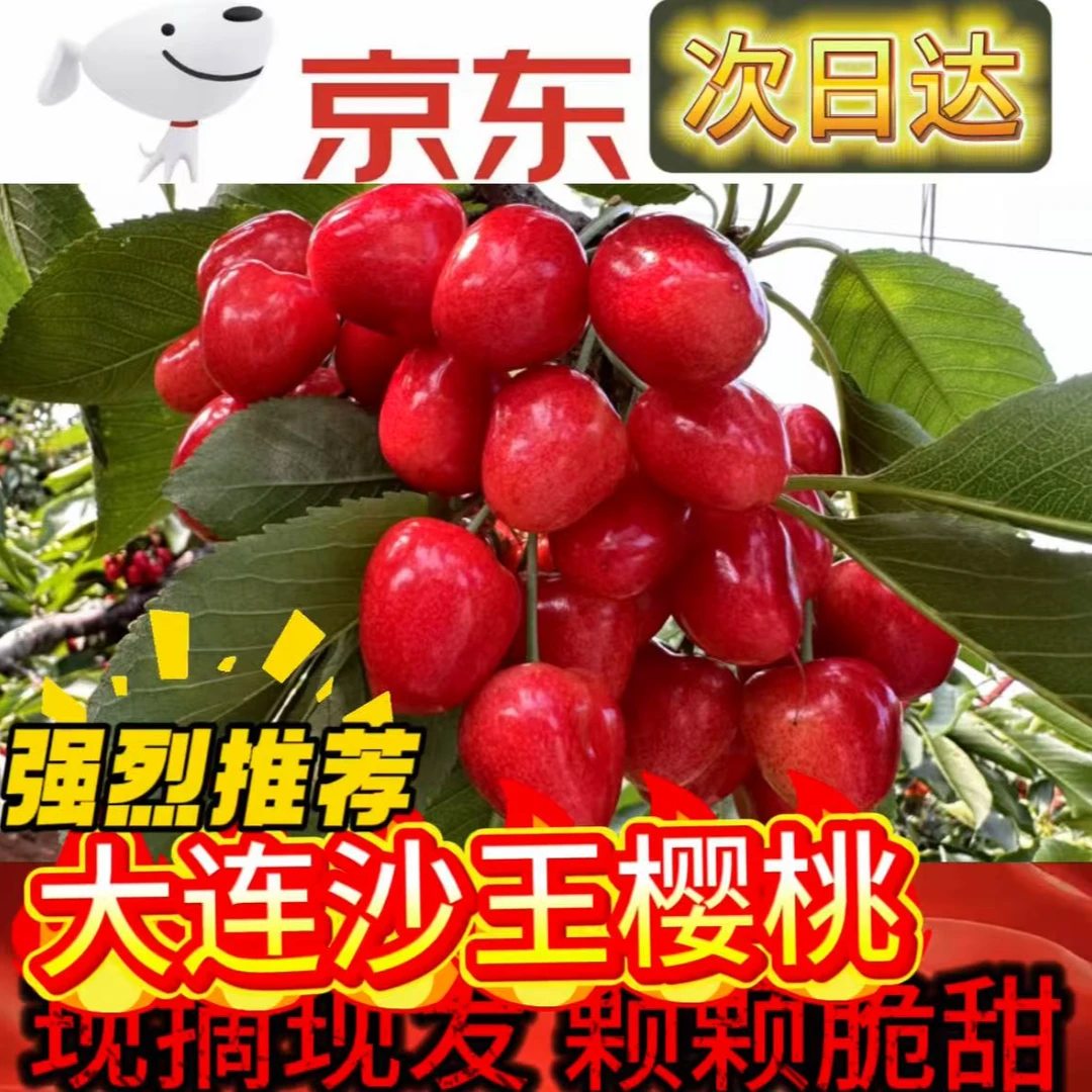 【产地直发】脆甜多汁 大连本地沙王大樱桃 现摘现发 高端送礼