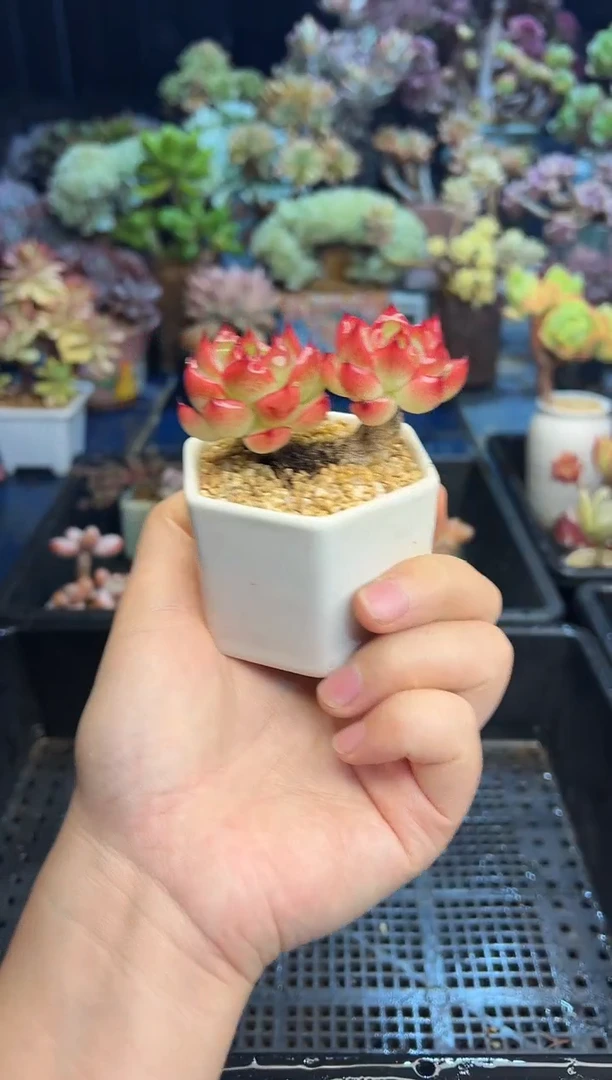 ?***?644          不带盆